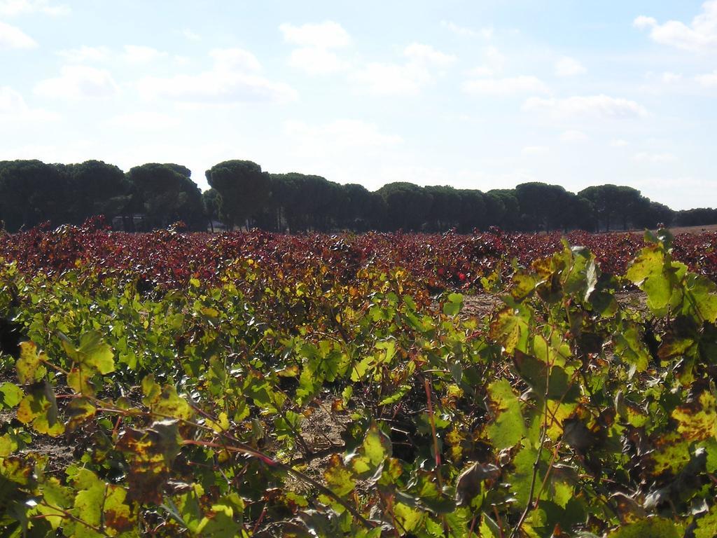 Casa Rural La Navarra บียาร์โรเบลโด ภายนอก รูปภาพ